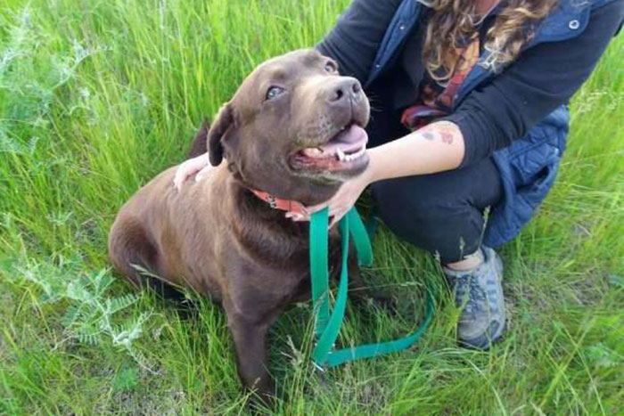 Malaga, labradorka do adopcji