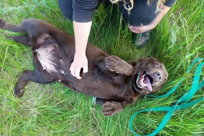 Malaga, labradorka do adopcji