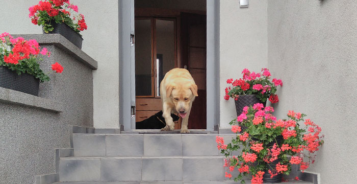 Max, labrador do adpocji