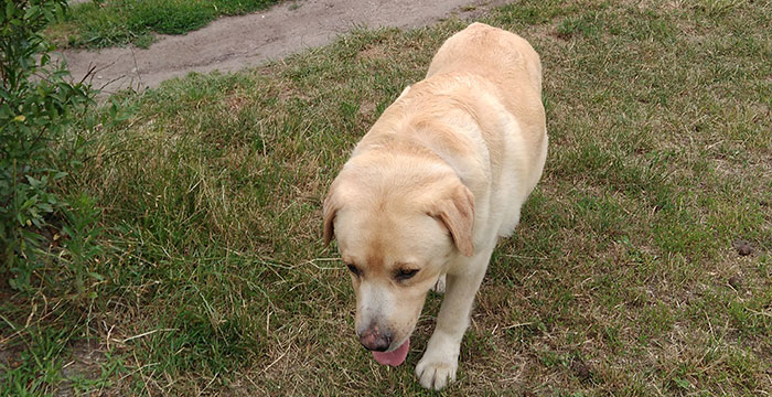 Max, labrador do adpocji