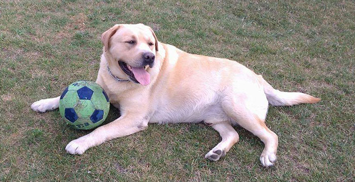 Labrador Max