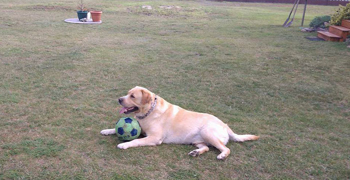 Labrador Max