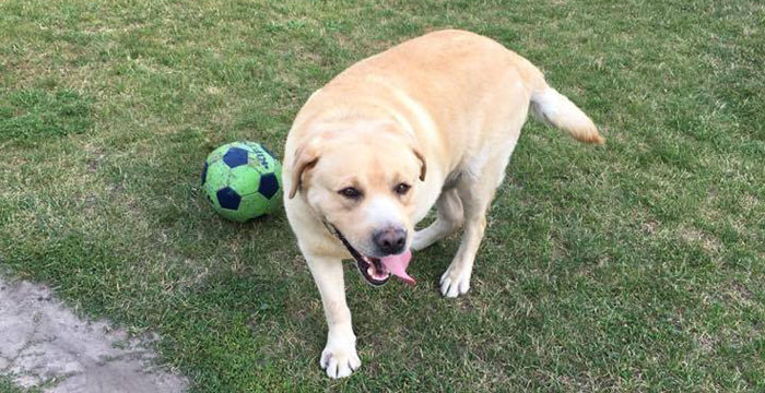 Labrador Max