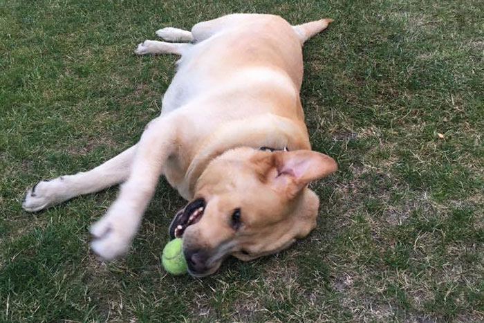 Labrador Max