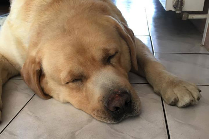 Labrador Max