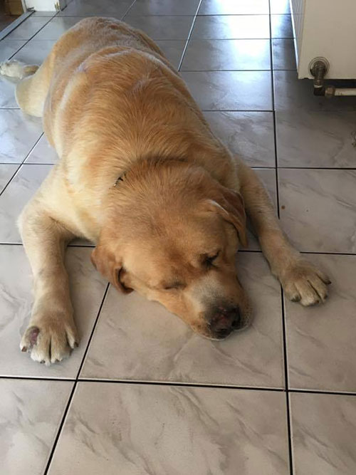 Labrador Max