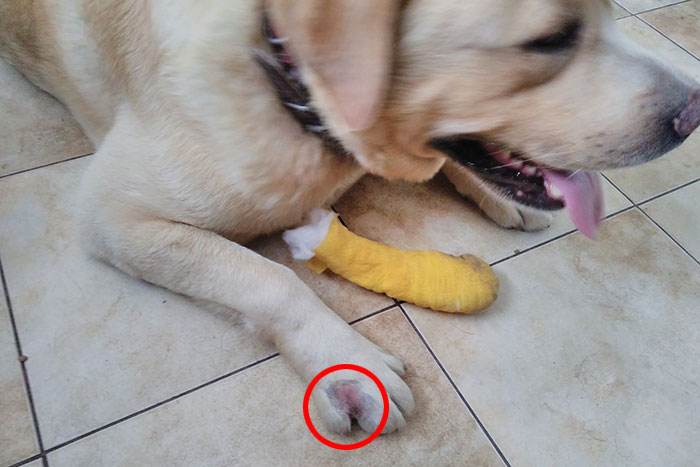 Max, labrador do adpocji