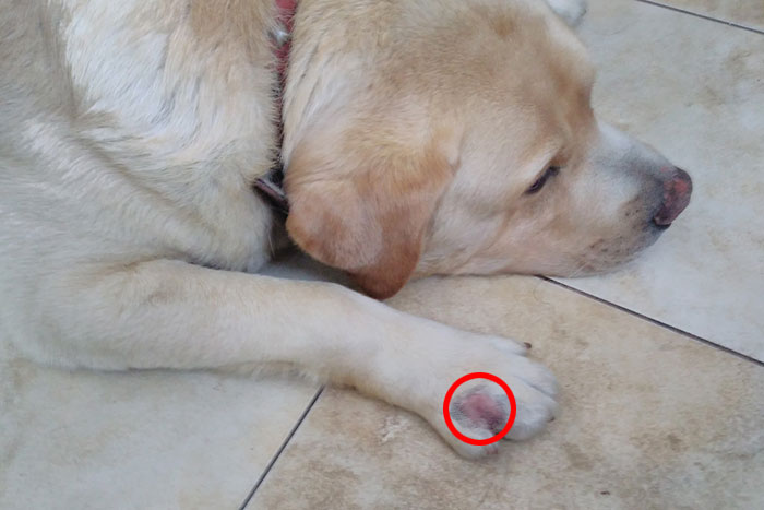 Max, labrador do adpocji