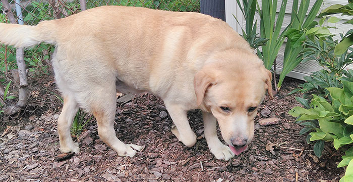 Max, labrador do adopcji