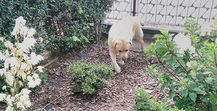 Max, labrador do adopcji