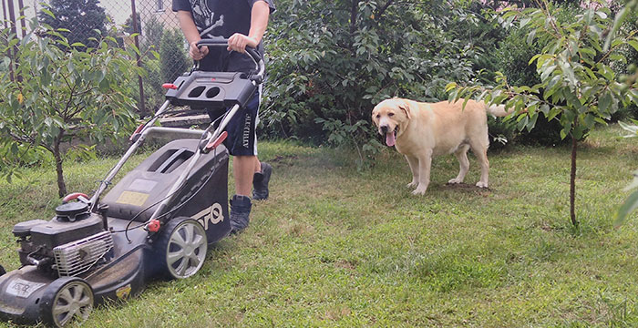 Max, labrador do adopcji