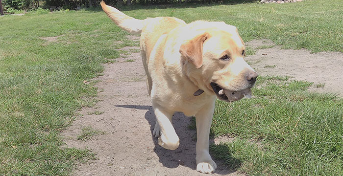 Max, labrador do adopcji