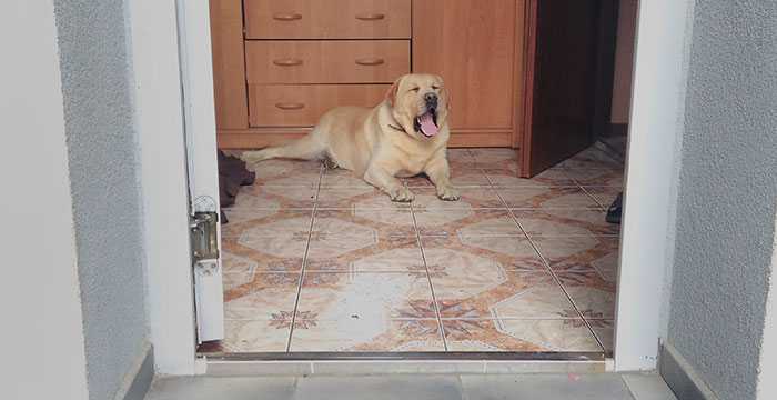 Max, labrador do adopcji