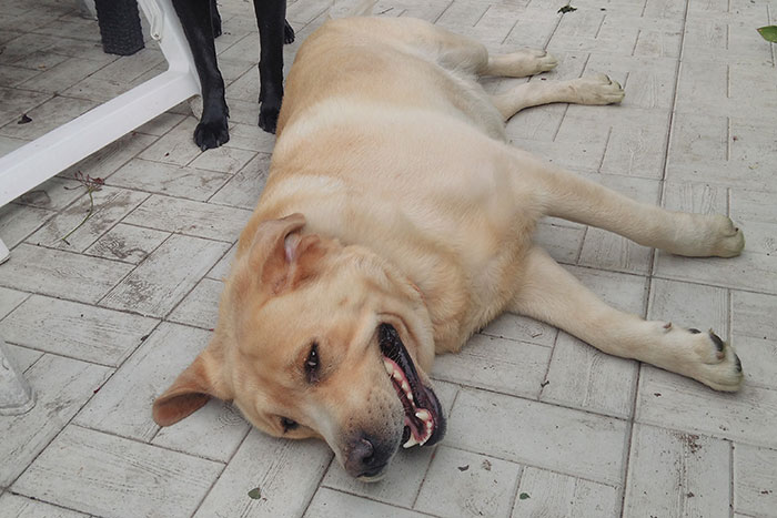 Max, labrador do adopcji