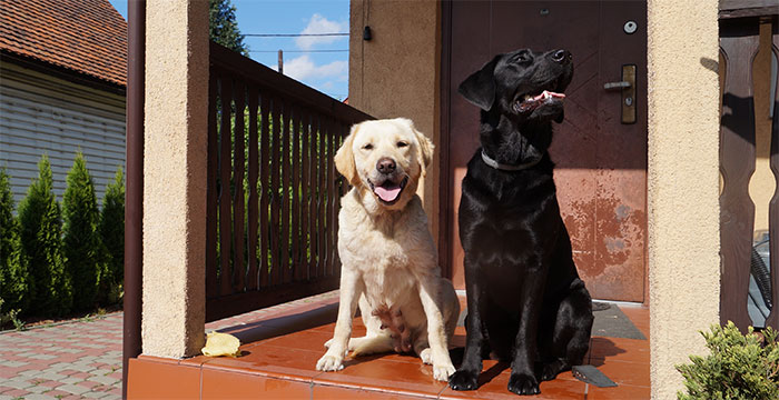 Labradorki Pixi i Tequila