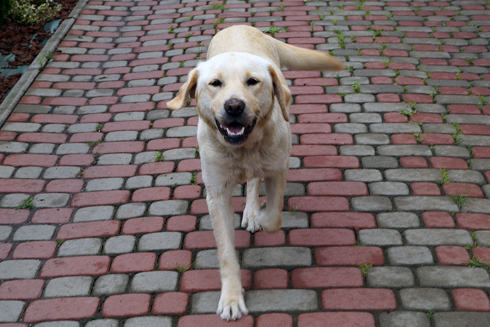 Labradorka Pixi