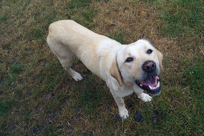 Labradorka Pixi