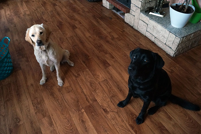 Labradorki Pixi i Tequila