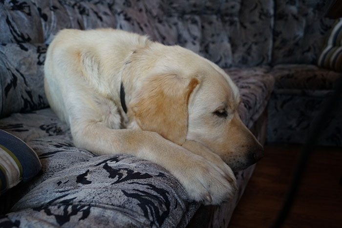 Labradorka Pixi