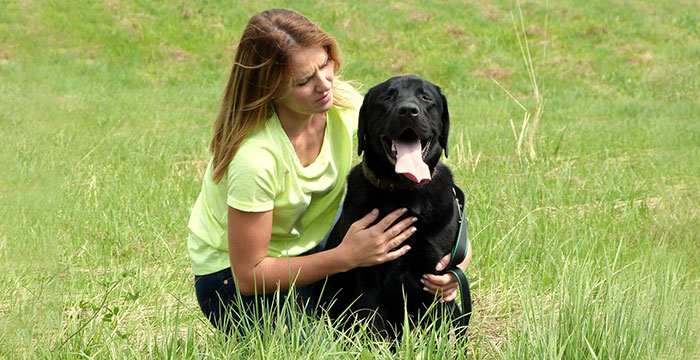 Czarek, labrador do adopcji