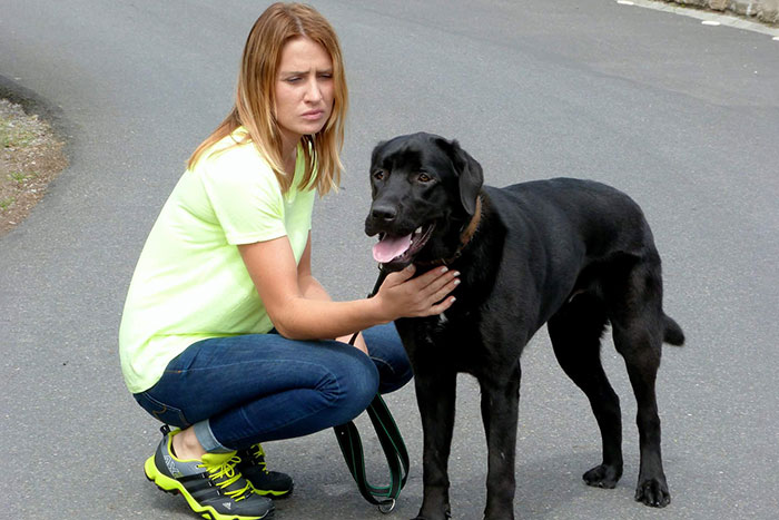 Czarek, labrador do adopcji