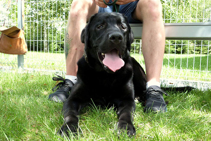 Czarek, labrador do adopcji