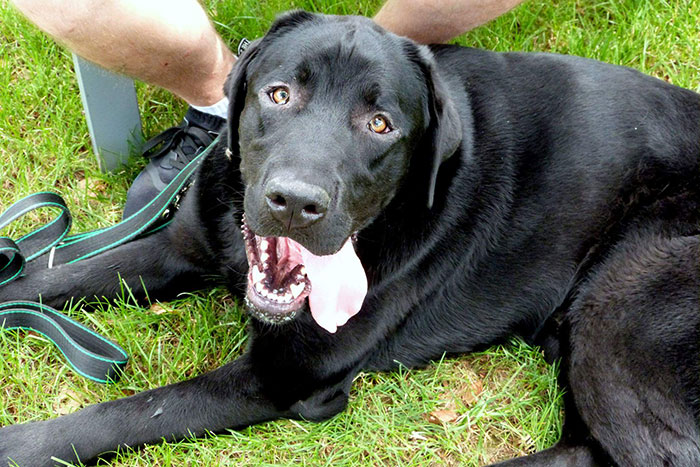 Czarek, labrador do adopcji