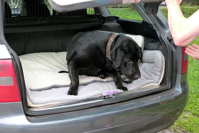 Czarek, labrador do adopcji