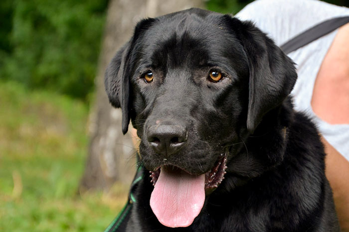 Czarek do adopcji