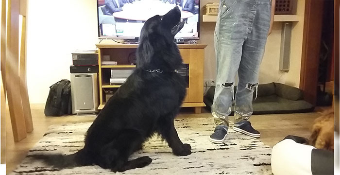 flat coated retriever