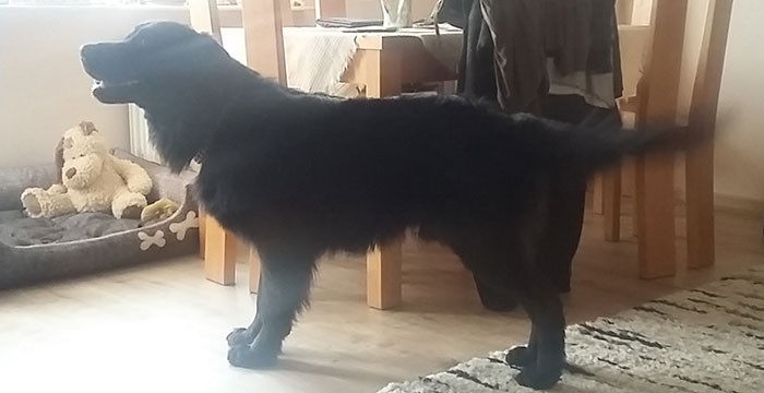 flat coated retriever