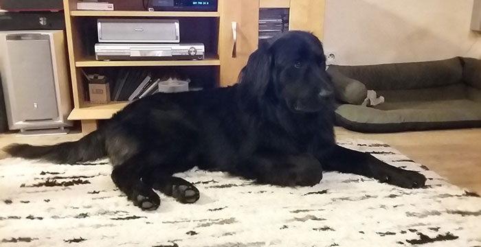 flat coated retriever