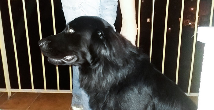 flat coated retriever