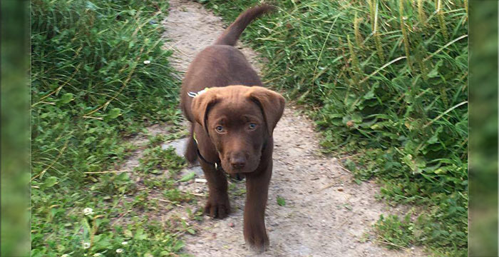 Leon, labrador do adpcji