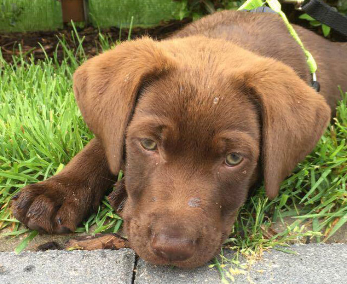 Leon, labrador do adpcji