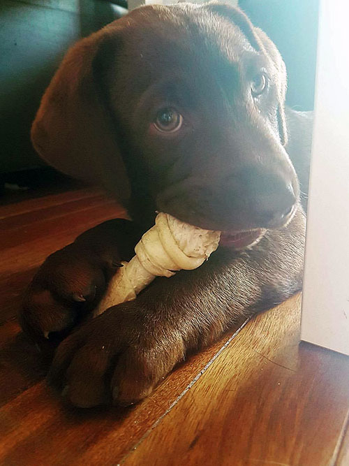 Leon, czekoladowy labradorek