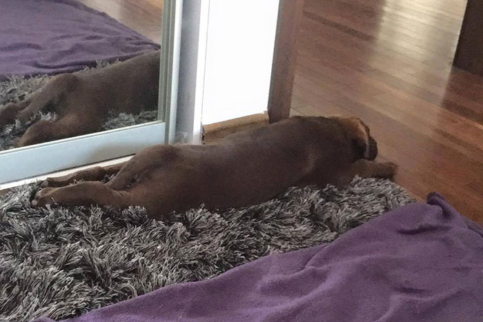 Leon, labrador do adpcji