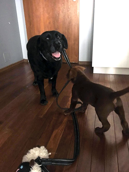 Leon, labrador do adpcji