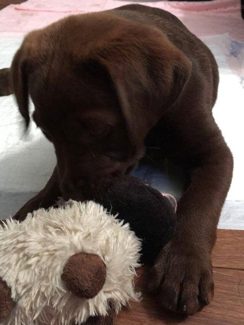 Leon, labrador do adpcji