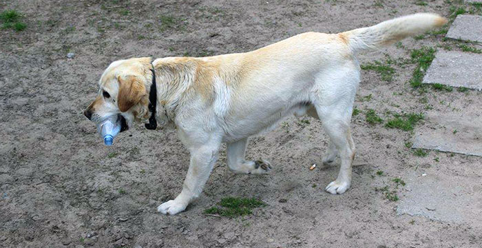 Lord, labrador do adopcji