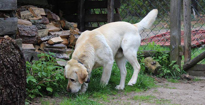 Lord, labrador do adopcji