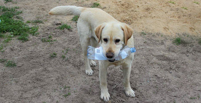 Lord, labrador do adopcji