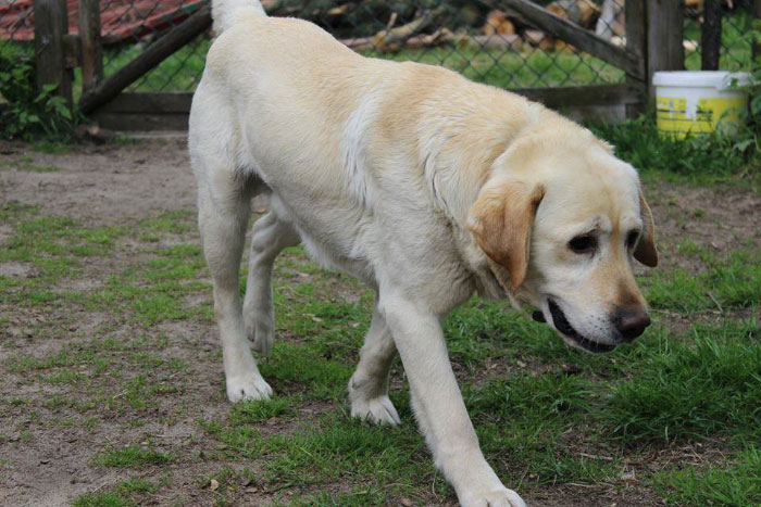 Lord, labrador do adopcji