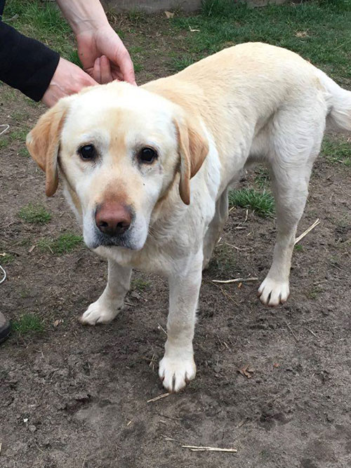 Lord, labrador do adopcji