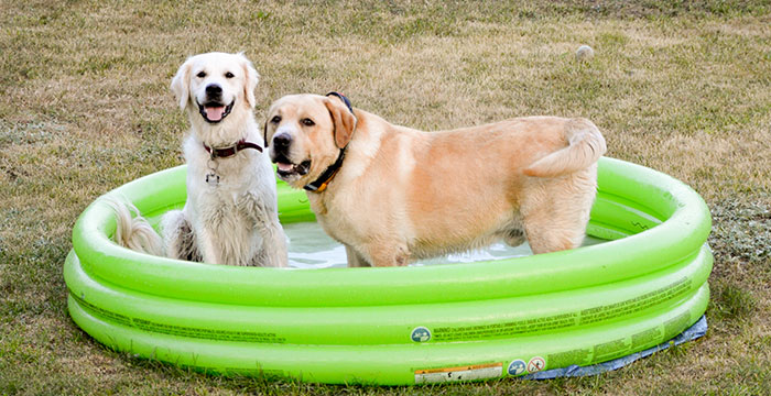 Labrador Max