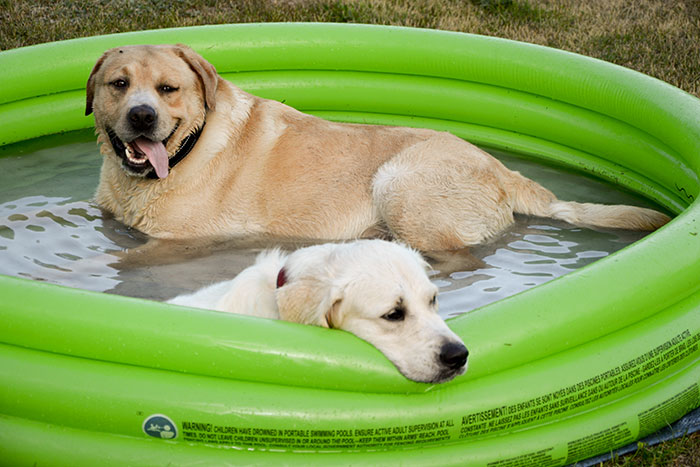 Labrador Max