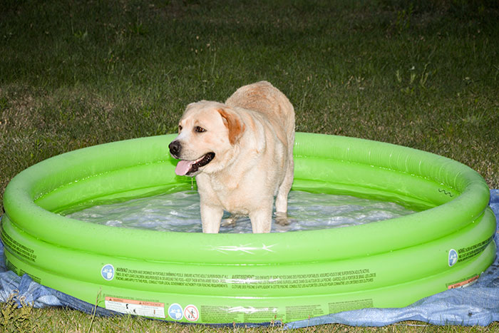 Labrador Max