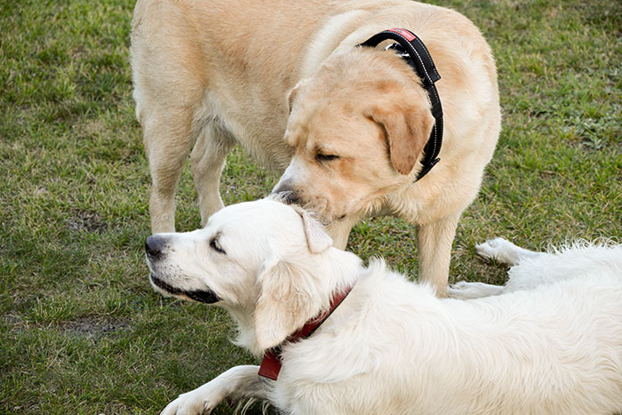 Labrador Max