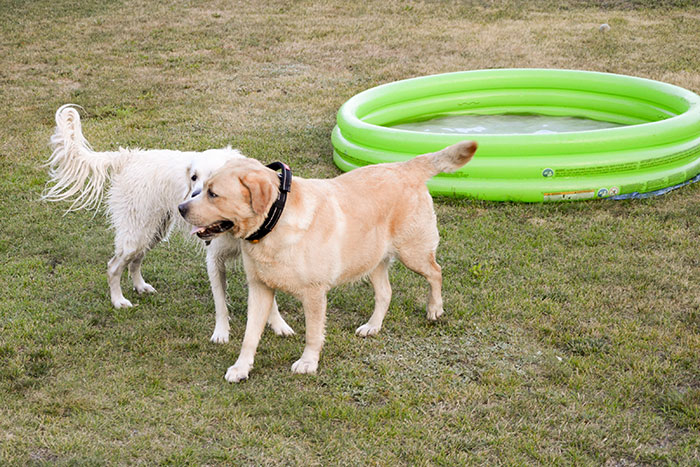 Labrador Max