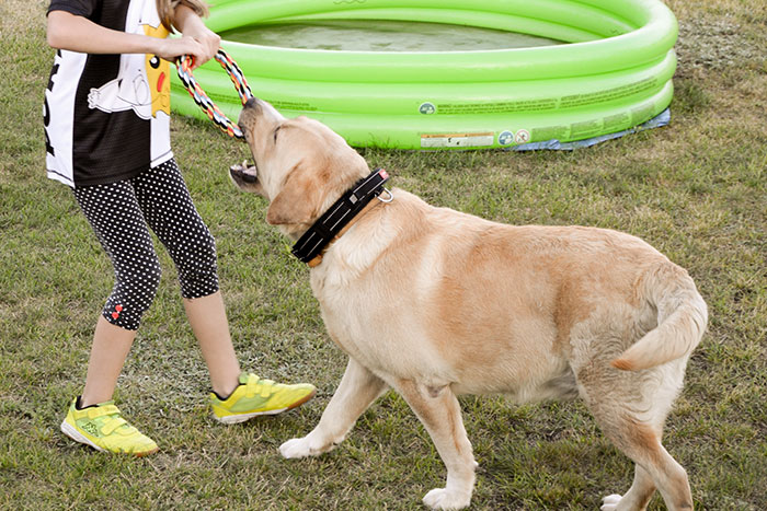 Labrador Max